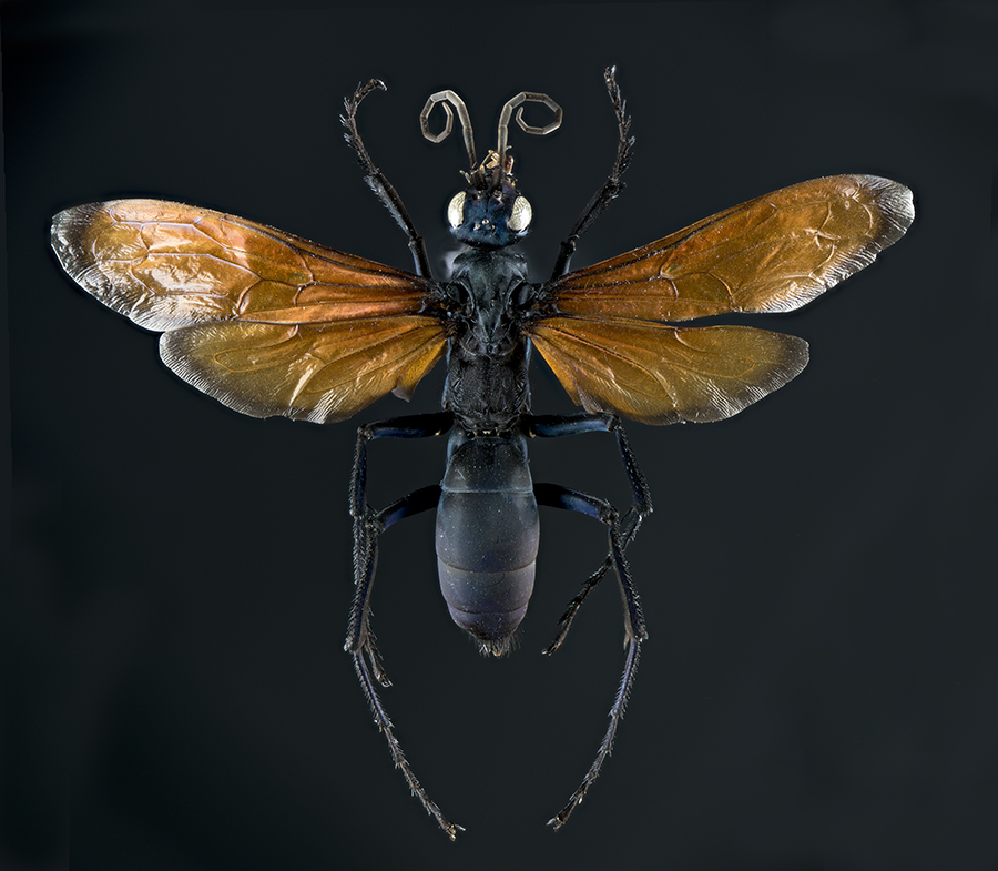 Pepsis formosa